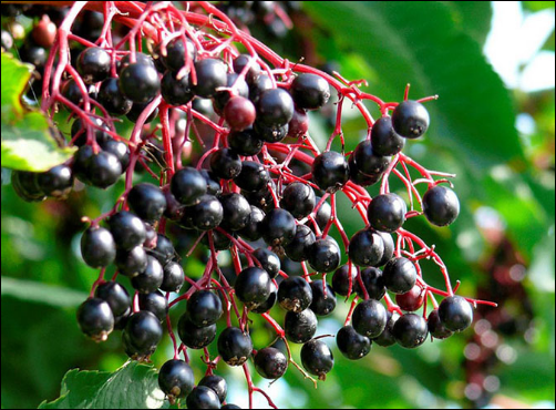 <b>Black Elderberry Extract</b>