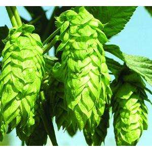 Hops Flower Extract 