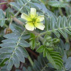 Tribulus Terrestris Extract Protodioscin