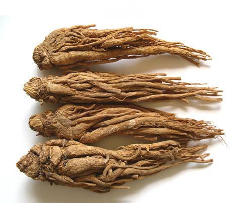 Angelica Extract