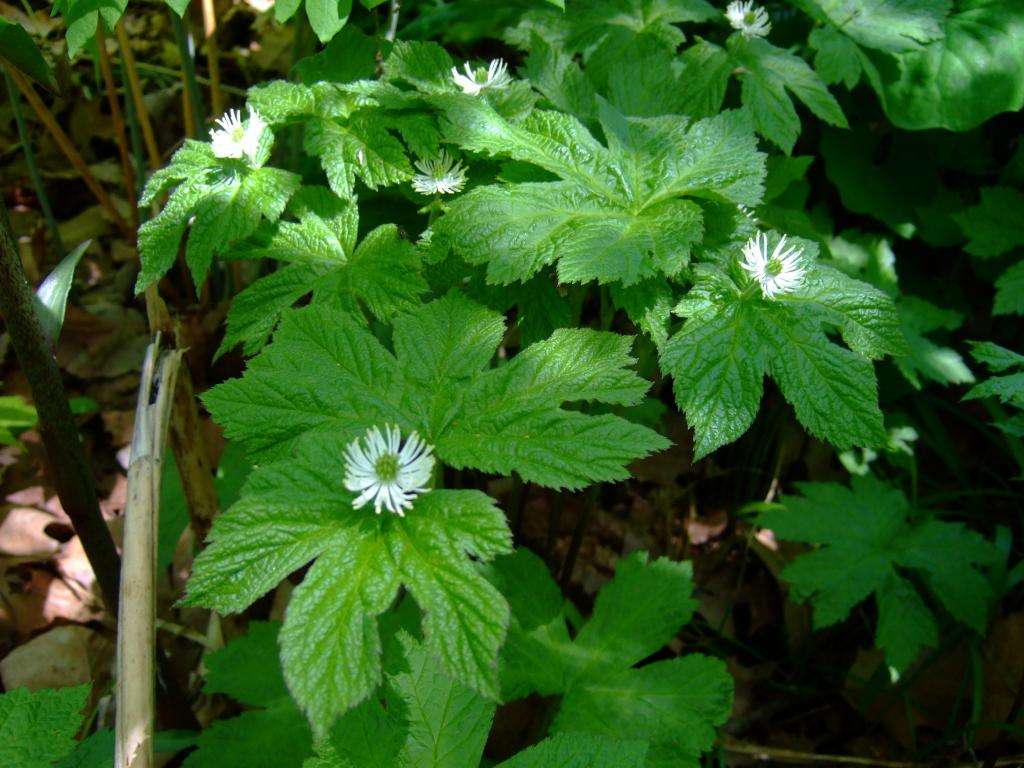 Goldenseal Extract