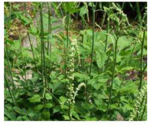 Black Cohosh Extract