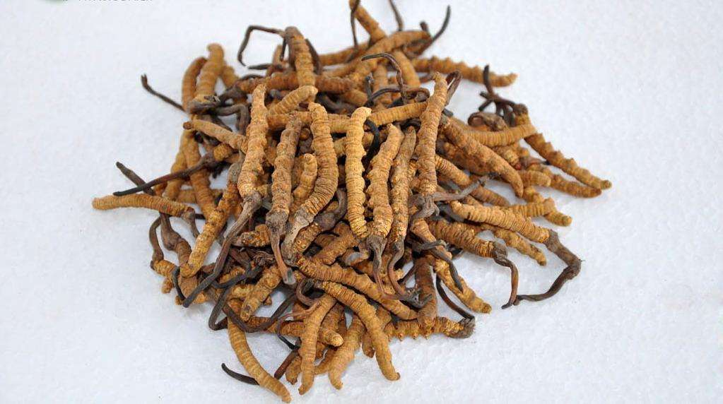 Cordyceps Sinensis Extract