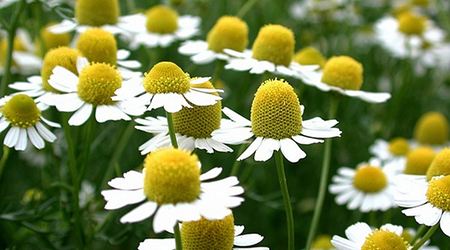 Chamomile Extract 