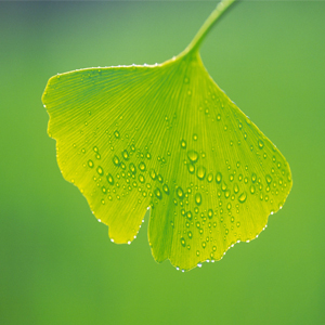 Ginkgo Biloba Extract