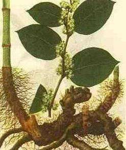 Polygonum Cuspidatum Extract 