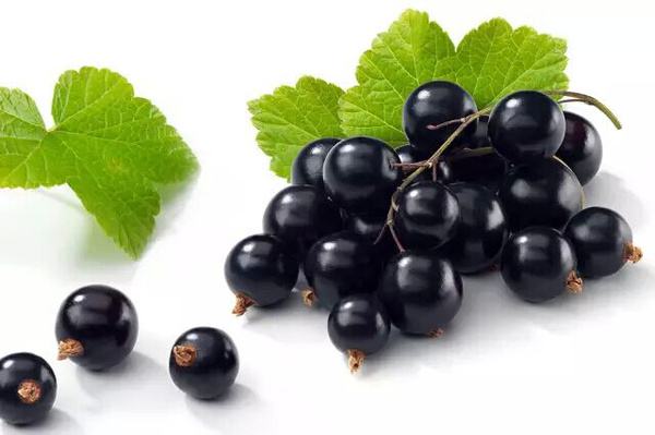 Black Currant Extract 