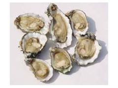 Oyster Extract 