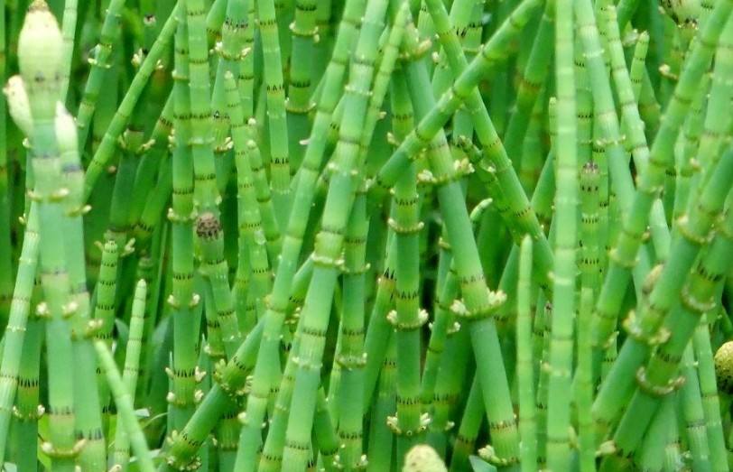 Horsetail Extract