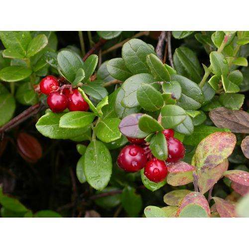 Cranberry Extract