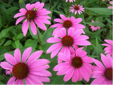 Echinacea Purpurea Extract