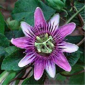 Passionflower Extract