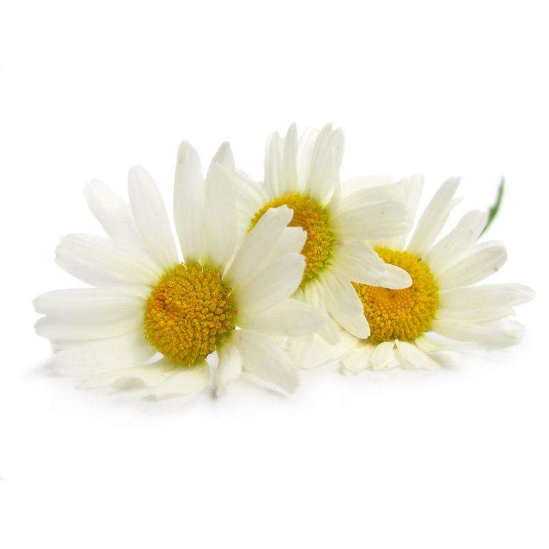 Feverfew Extract